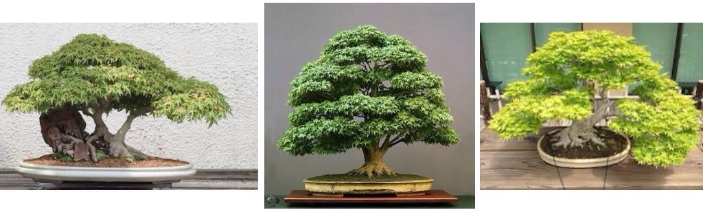 Colander Vs Bonsai Pots Part 1 Quick Drainage Root Aeration These Shallow Bonsai Pot Designs For The Finished Trees Are Fine Problem Is In Deeper Pots Used Training Growing Stage Of